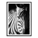 cuadros-animales-zebra-poster-studiomalek-N.jpg