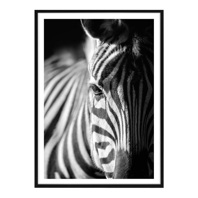 cuadros-animales-zebra-poster-studiomalek-N.jpg