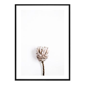 Cuadro Decorativo Dried Protea
