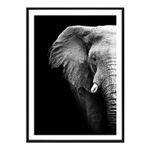 cuadros-animales-elefante-poster-studiomalek-N
